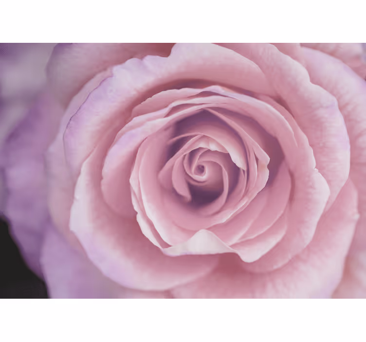 Fotobehang bloemen rozenbloesem in roze - TenStickers