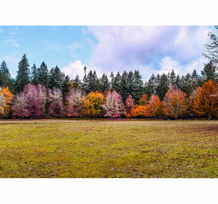 Fotobehang natuur kleurrijk herfstbos - TenStickers