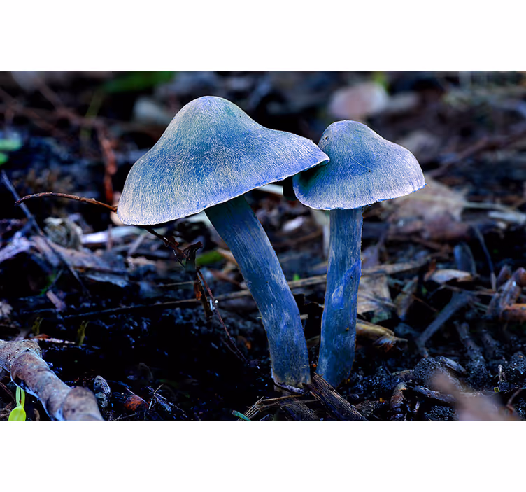 Foto behang natuur unieke paddenstoelvormen - TenStickers