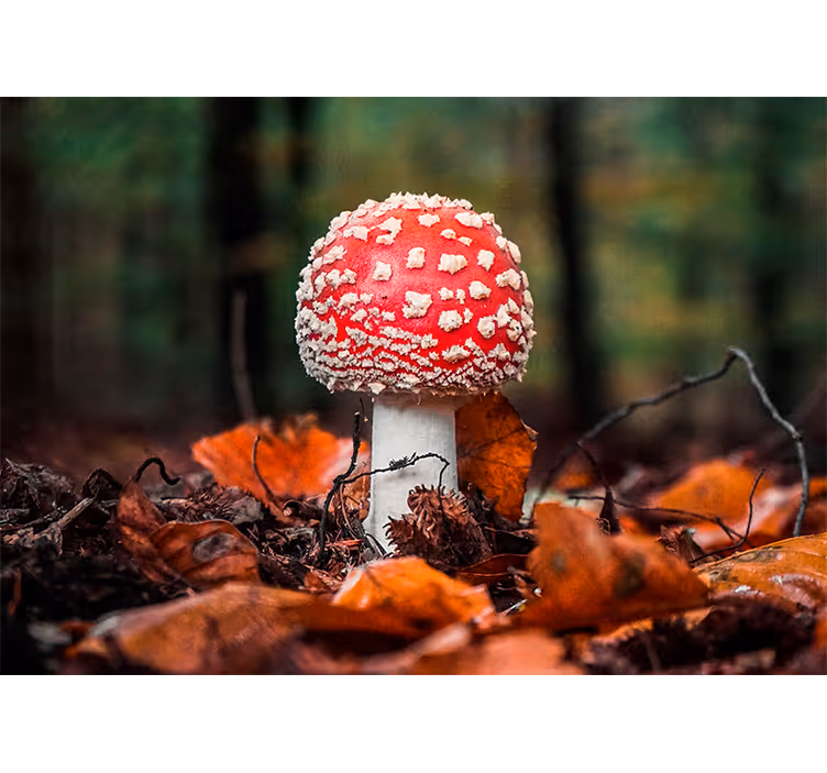 Foto behang natuur vliegenzwam - TenStickers