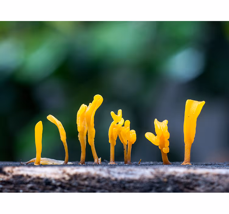 Gele schimmelgroei foto behang natuur - TenStickers