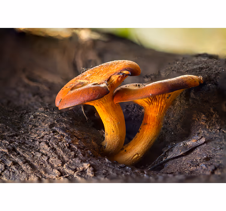 Foto behang bos paddenstoelen natuurtaferelen - TenStickers