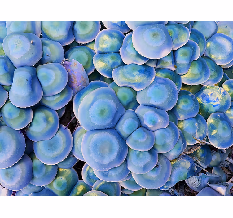 Foto behang natuur kleurrijke succulente close-up - TenStickers