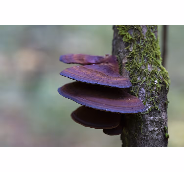 Foto behang natuur paddenstoelen groei detail - TenStickers