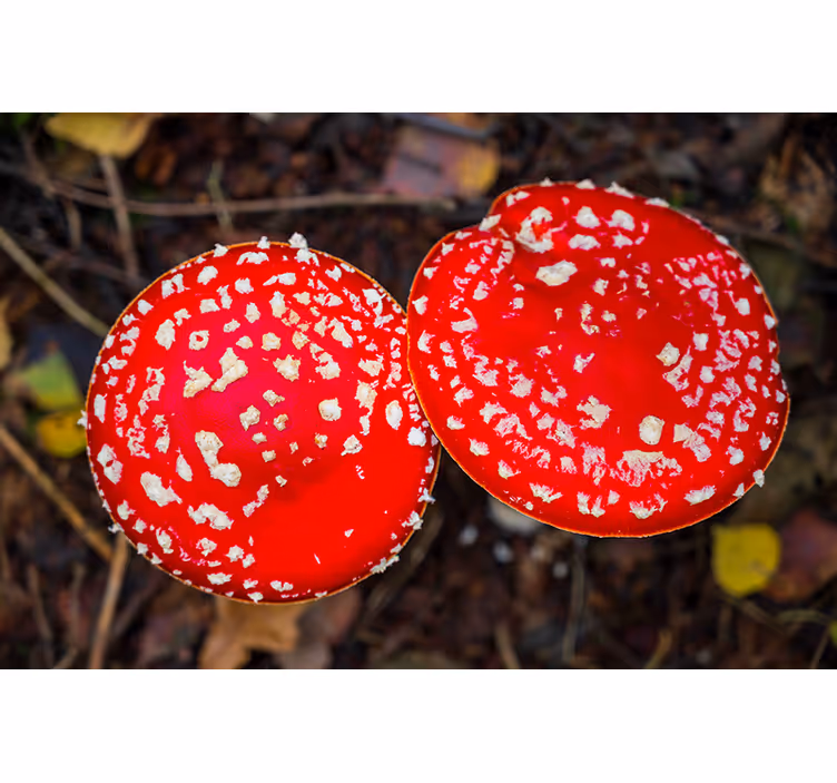 Foto behang natuur rode paddestoel hoedjes - TenStickers