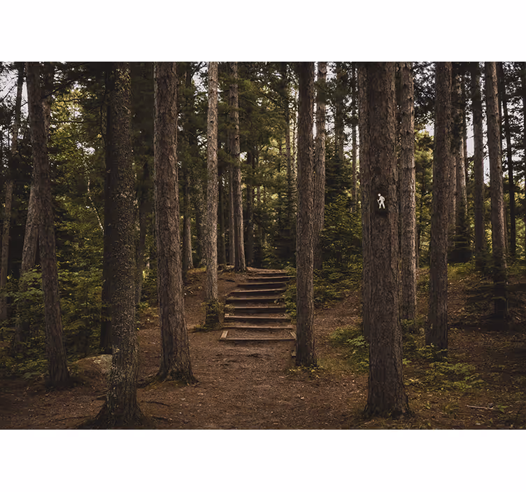 Foto behang bos bospad sereniteit - TenStickers