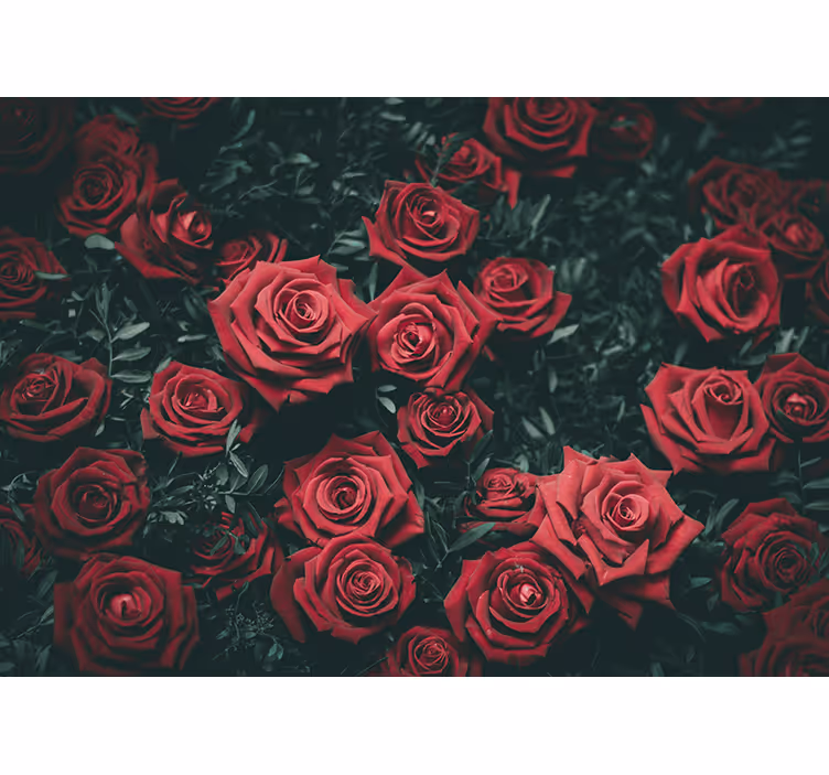 Fotobehang bloemen romantische rode rozen - TenStickers