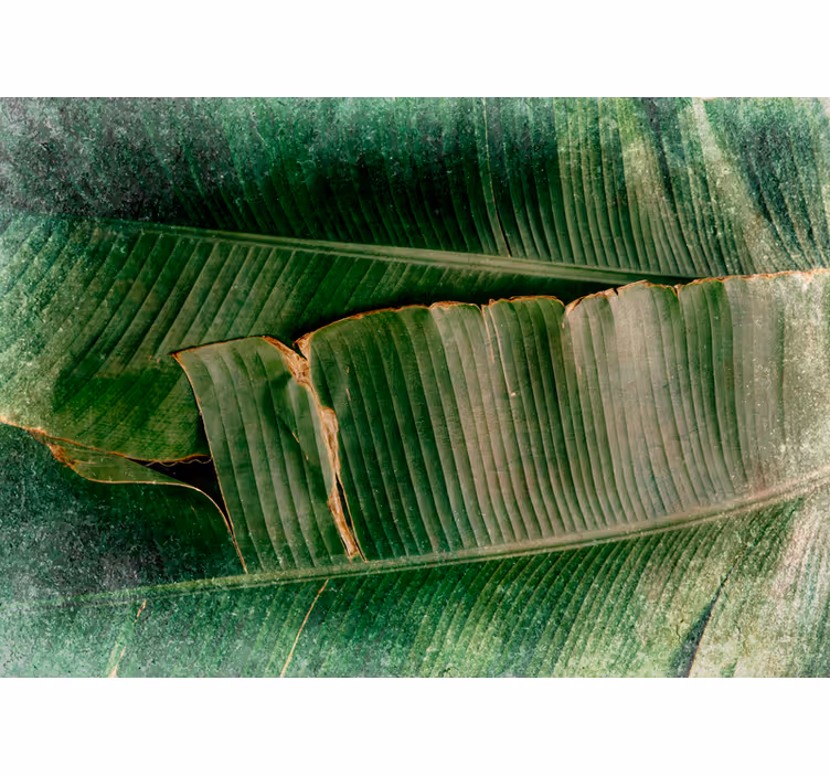 Foto behang natuur levendige bladeren niveaus - TenStickers