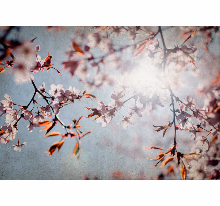 Fotobehang bloemen sakura takken - TenStickers