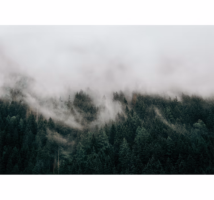 Foto behang bos mistig boslandschap - TenStickers