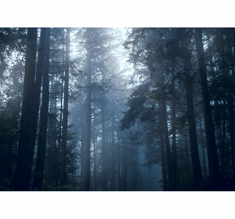 Behang bos mistige groene bossen - TenStickers