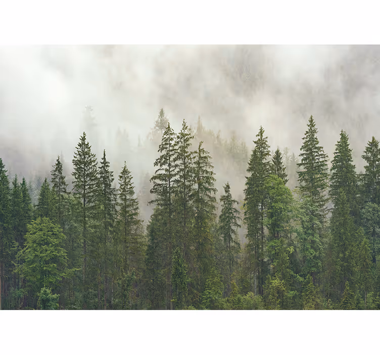 Foto behang bos haze in het woud - TenStickers