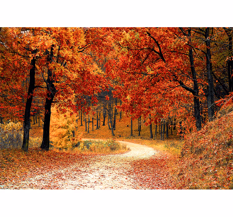 Fotobehang natuur herfst bospad - TenStickers
