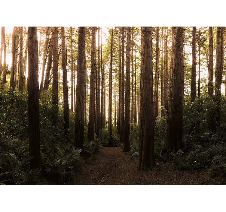 Fotobehang natuur hoge bosbomen - TenStickers