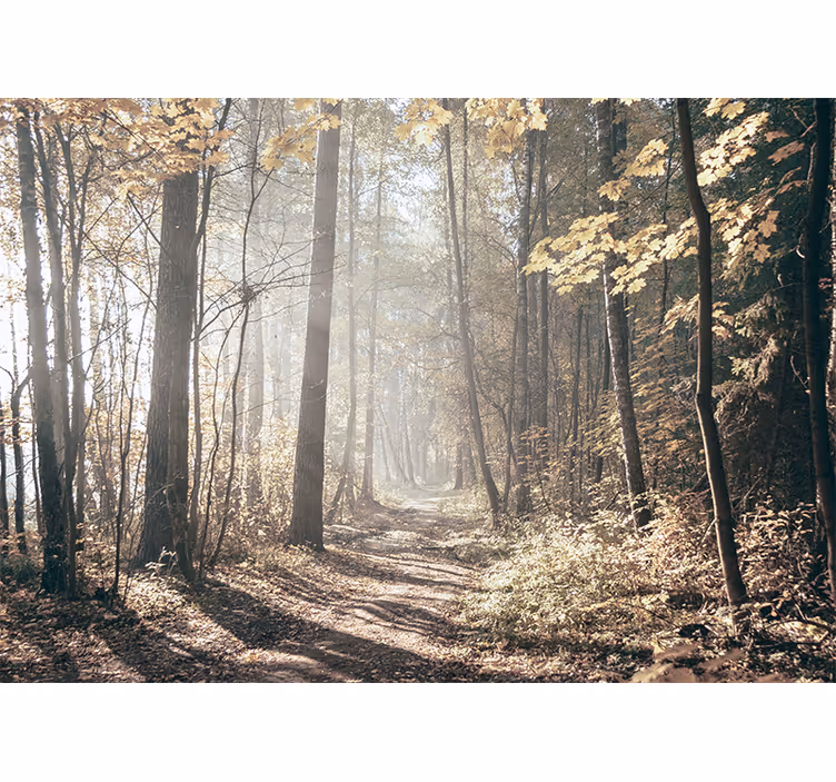 Foto behang bos serene herfstpad - TenStickers