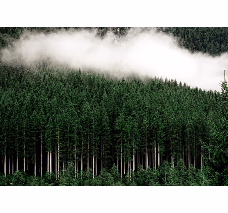 Fotobehang natuur majestueus boslandschap - TenStickers