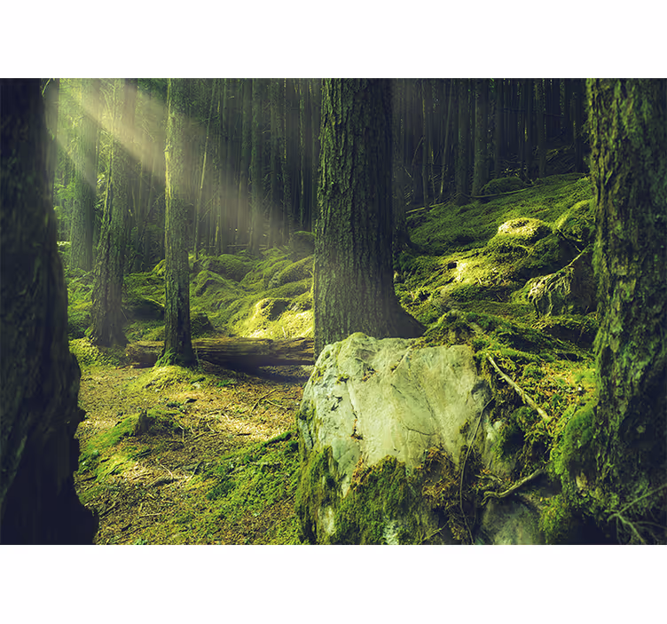Fotobehang natuur zonlicht door bomen - TenStickers