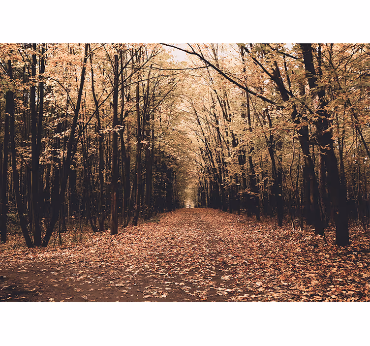 Foto behang bos herfstpad uitzicht - TenStickers