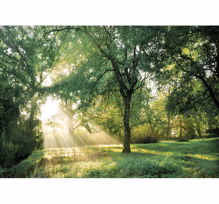 Foto behang natuur vredig zonverlicht bos - TenStickers