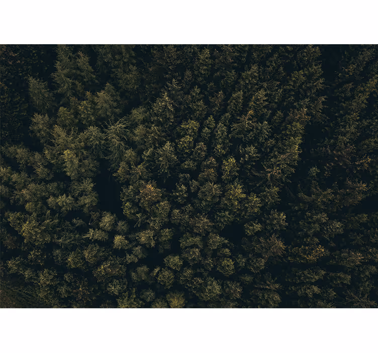 Foto behang natuur weelderig groen bladerdak - TenStickers