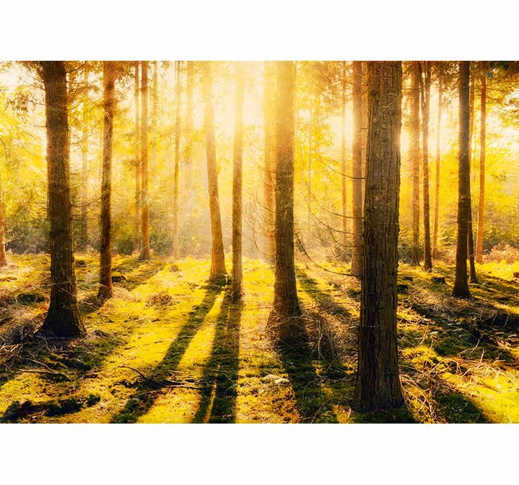 Foto behang natuur zonovergoten boslandschap - TenStickers