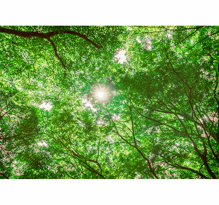 Foto behang natuur boomtoppen uitzicht - TenStickers