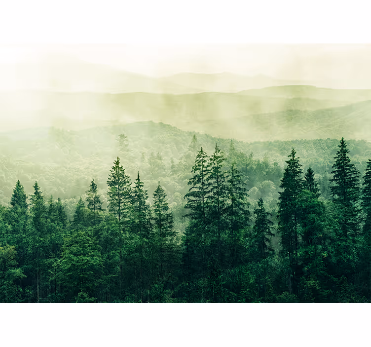 Fotobehang natuur mistig groene landschap - TenStickers