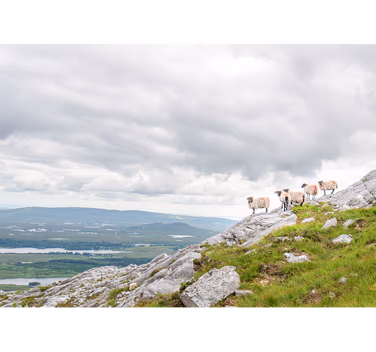 Foto behang diverse dieren lammetjes op hellingen - TenStickers