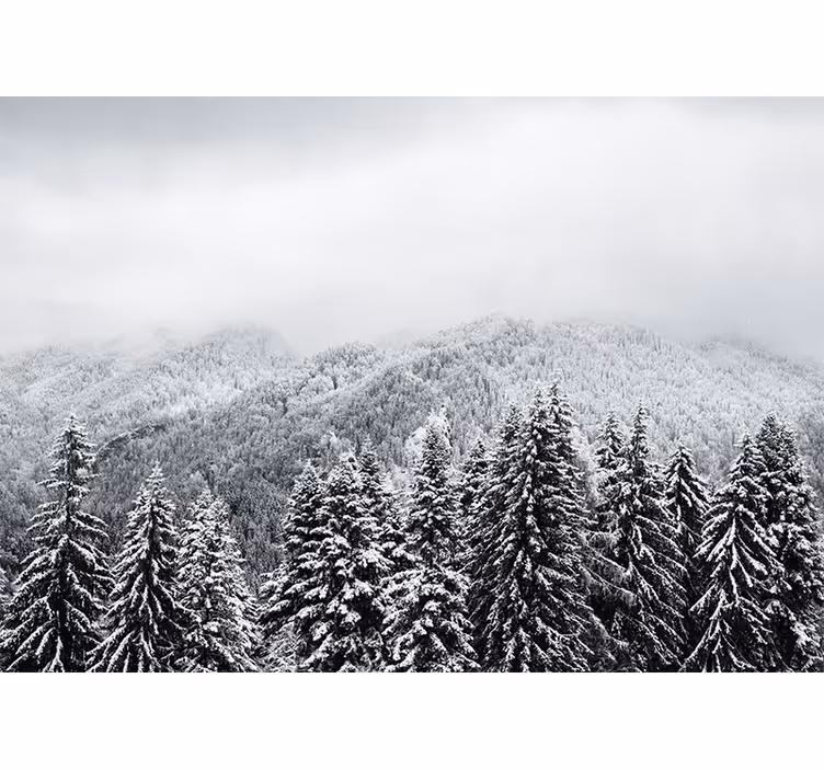 Foto behang natuur winterse boslandschap - TenStickers