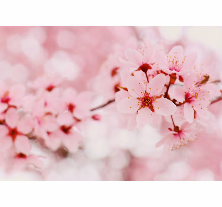 Fotobehang bloemen kersenbloesem bloesems - TenStickers