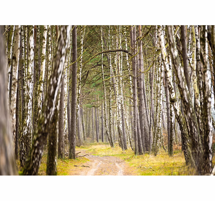 Foto behang bos serene bospad - TenStickers