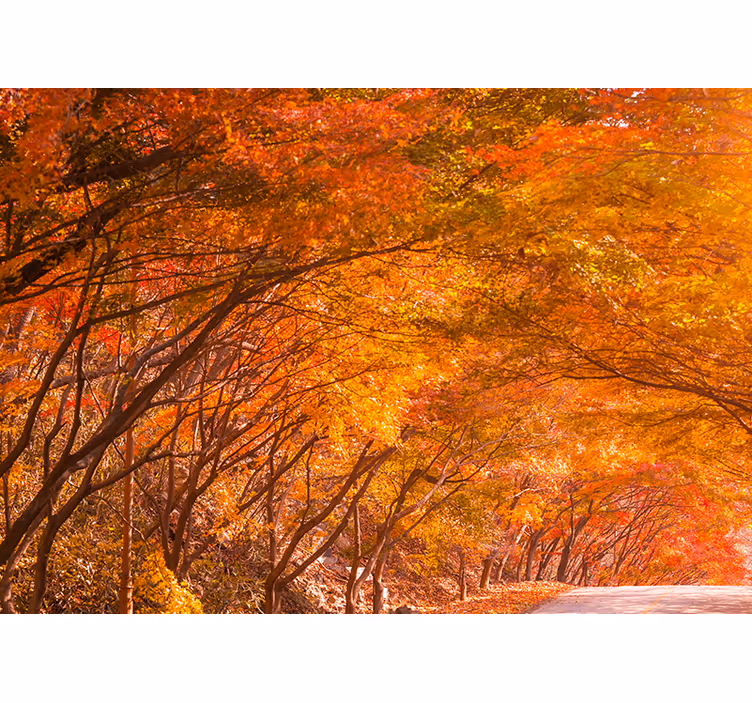 Foto behang bos herfstpad - TenStickers