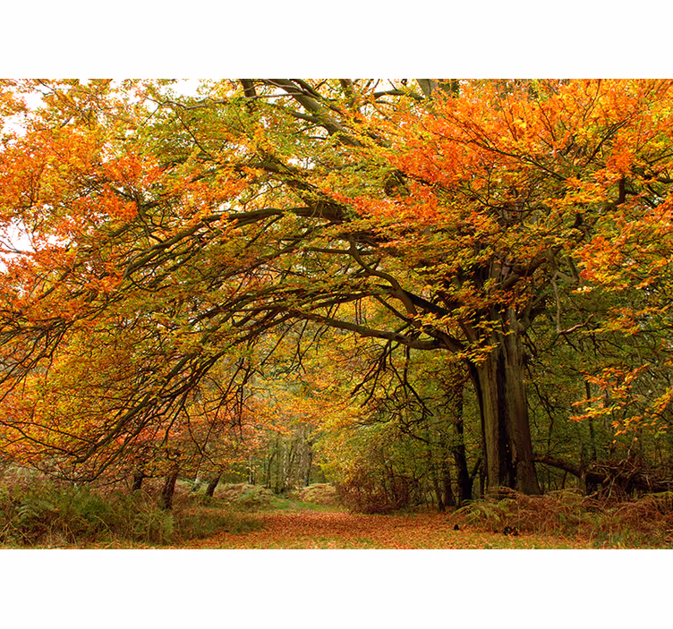 Behang bos herfstbos uitzicht - TenStickers