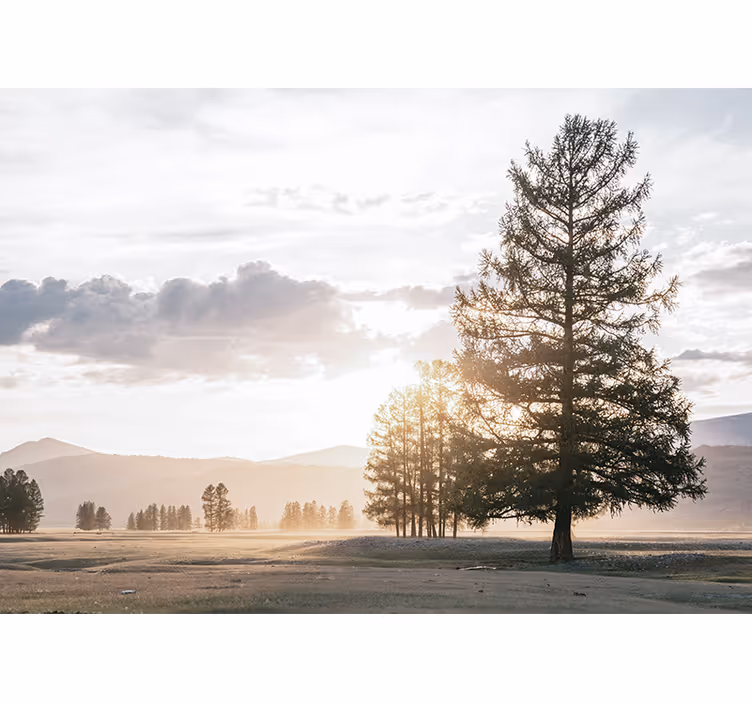 Foto behang natuur serene dennen silhouet - TenStickers