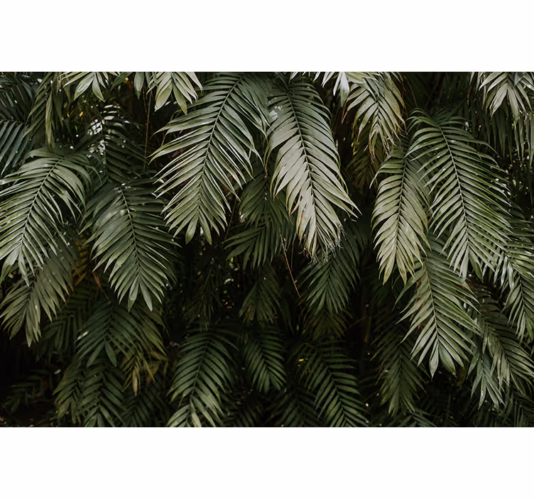 Foto behang natuur tropische groene planten - TenStickers