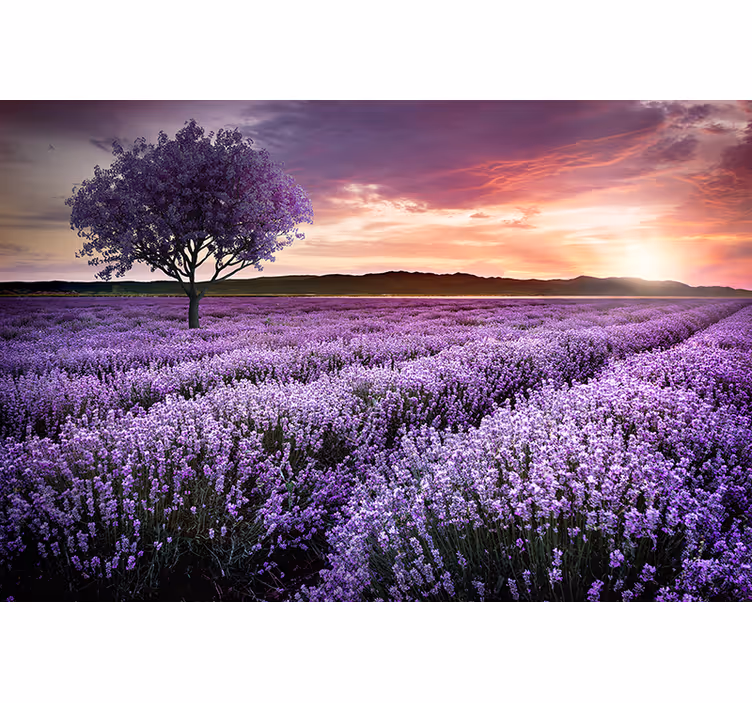 Fotobehang bloemen lavendelweide schemering - TenStickers