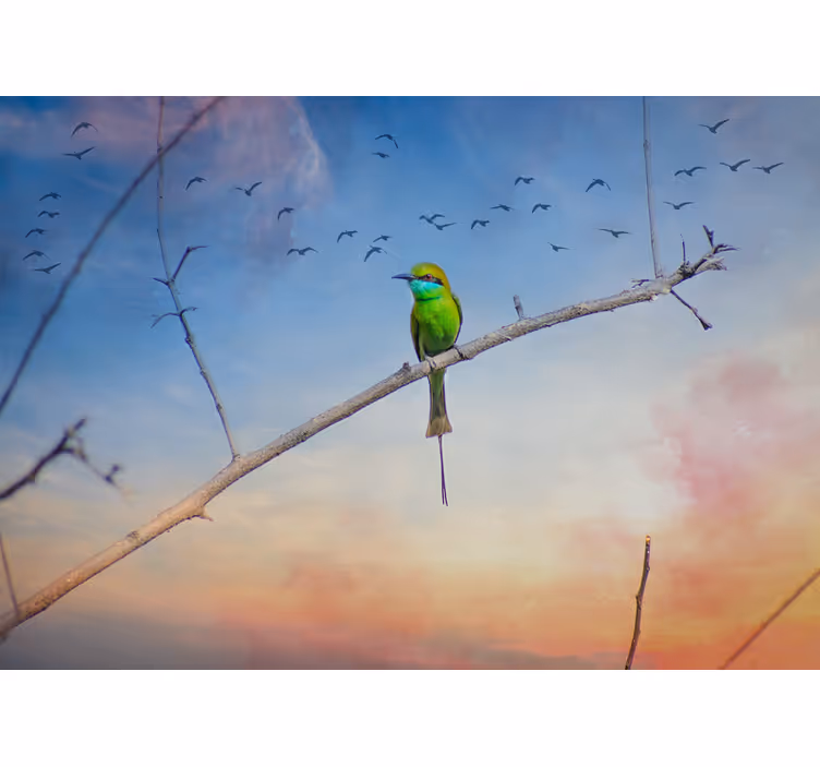 Fotobehang dieren vogel op tak - TenStickers