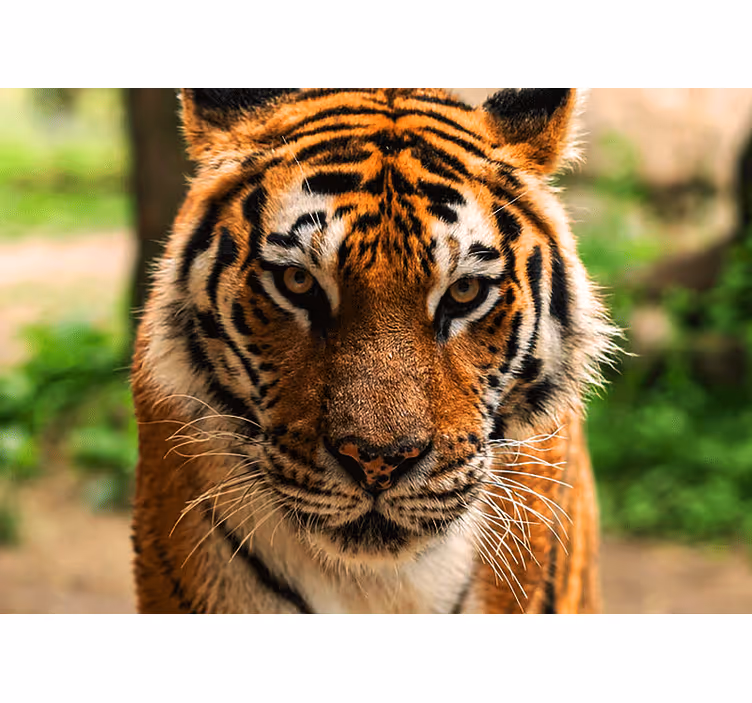 Fotobehang dieren regal tijger afbeelding - TenStickers