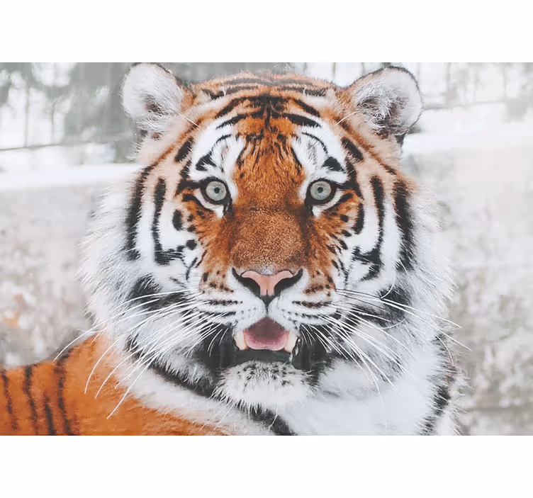 Fotobehang dieren koninklijke tijger representatie - TenStickers