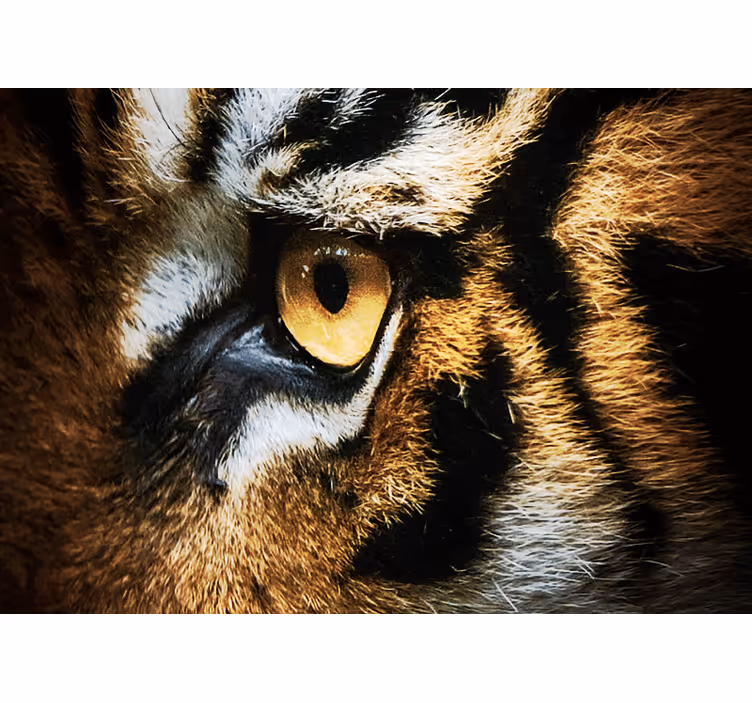 Intense tijgerblik fotobehang dieren - TenStickers