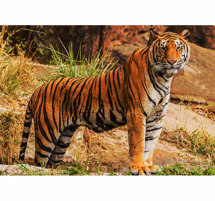 Fotobehang dieren majestueuze tijger aanwezigheid - TenStickers
