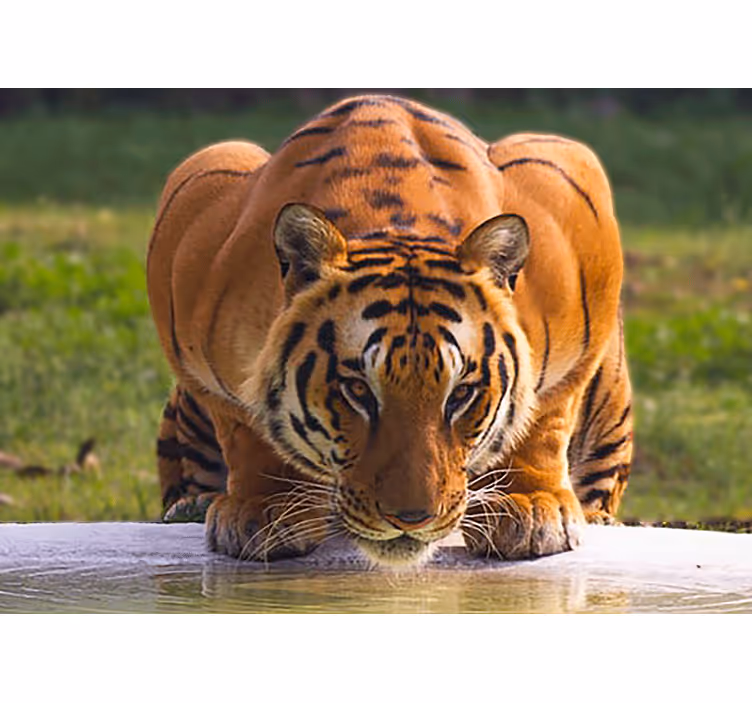 Fotobehang dieren koninklijke tijgerhouding - TenStickers