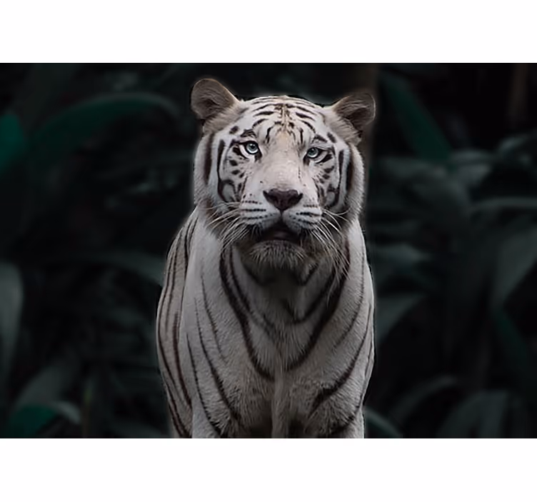 Fotobehang dieren regal witte tijger - TenStickers