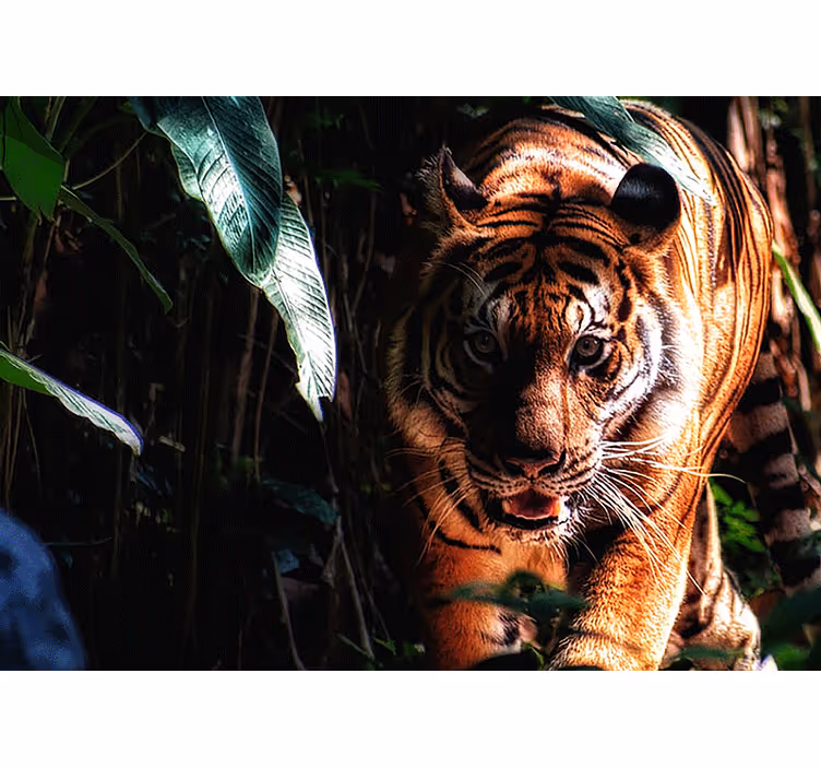 Fotobehang dieren majestueuze tijger op jacht - TenStickers