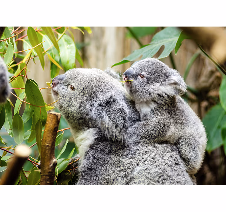 Fotobehang dieren koala's op boom - TenStickers