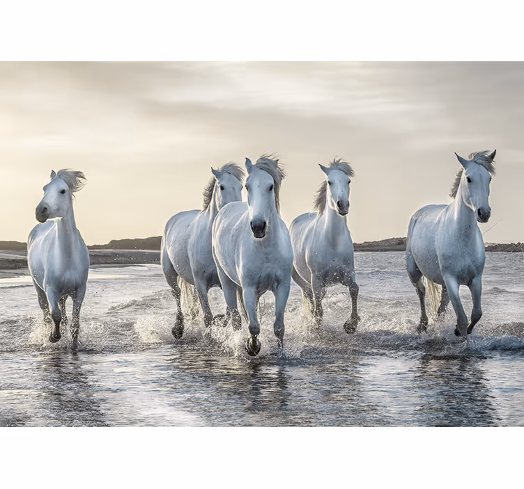 Witte paarden op strand rennen fotobehang - TenStickers