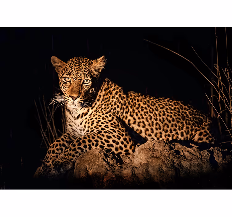 Luipaard in de schijnwerpers foto behang diverse dieren - TenStickers