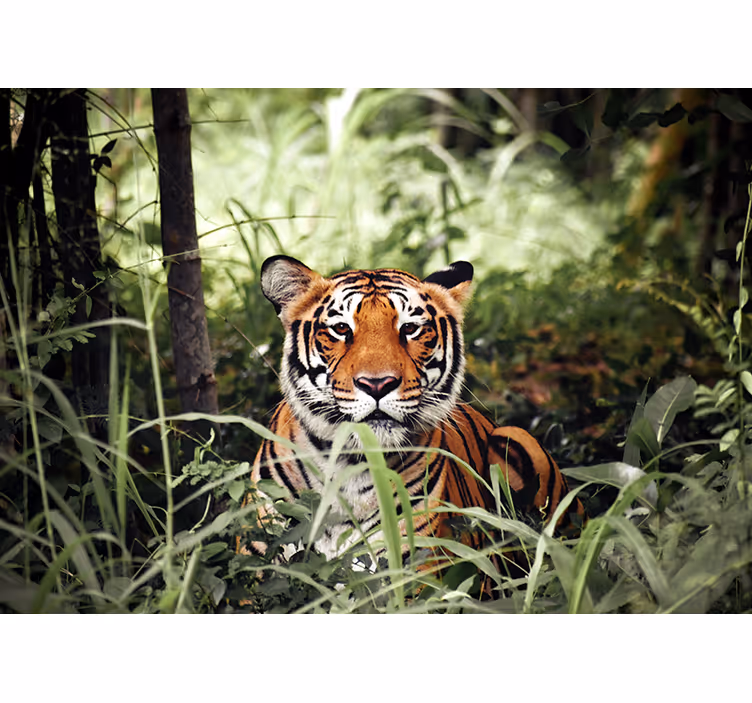 Fotobehang dieren koninklijke tijgerervaring - TenStickers