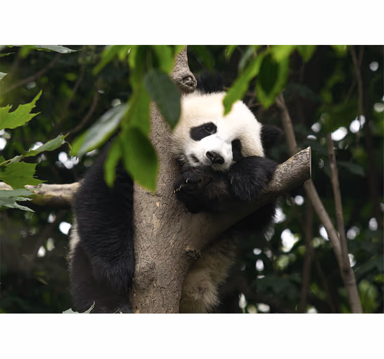 Fotobehang dieren panda in rust op boom - TenStickers