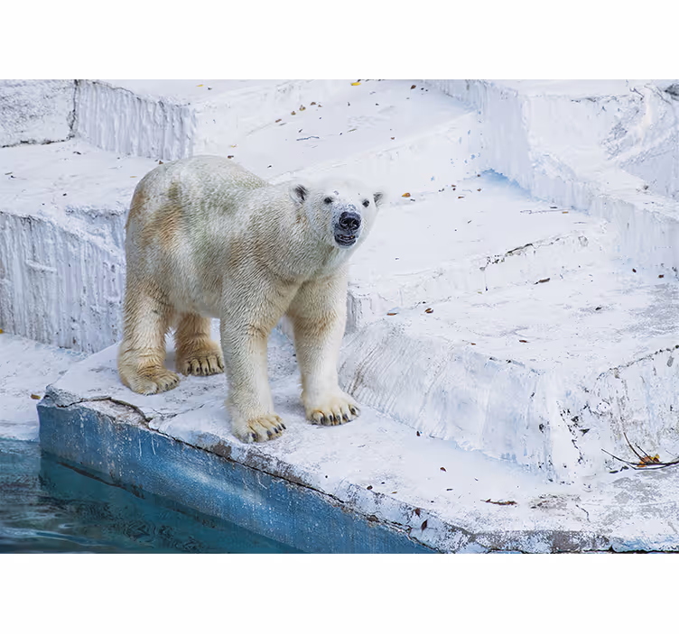 Fotobehang dieren poolbeerhouding - TenStickers